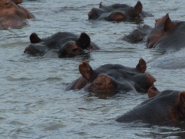 Group Of Hippos Is Called 74