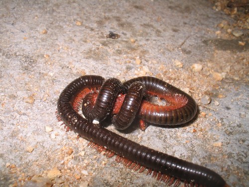 Centipede Sex 42