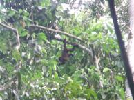 En la Selva con Primates Peru
