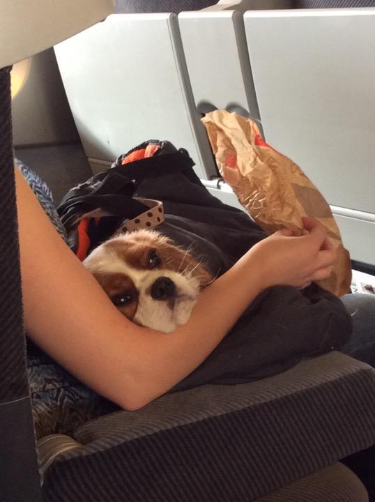 Cute Travelling Companion