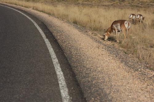 Deer like animals at Bryce Canyon