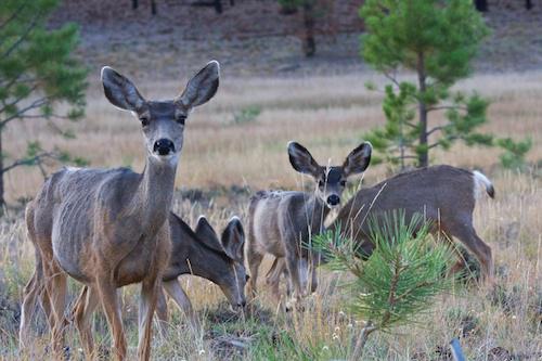 Deer at Bryce Canyon