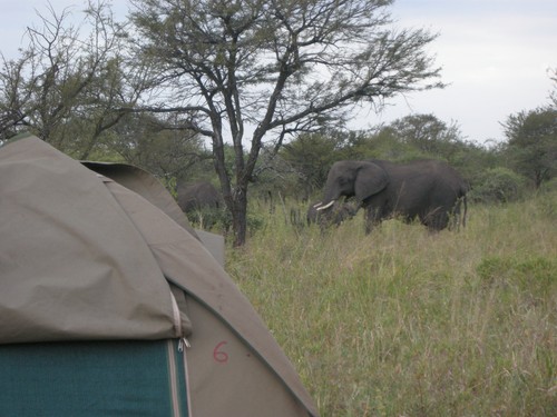 Elefanter i udkanten af vores lejr på Serengeti