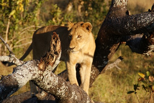 Løve i Kruger Park