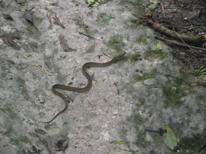 Snake in the path!