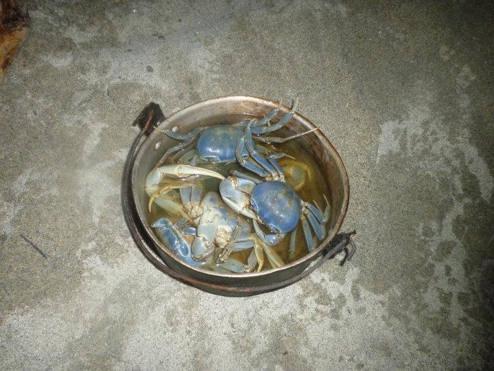 Blue crabs