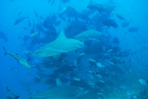 Fiji - shark dive