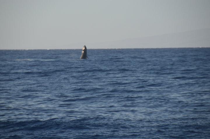 Maui - whale watching