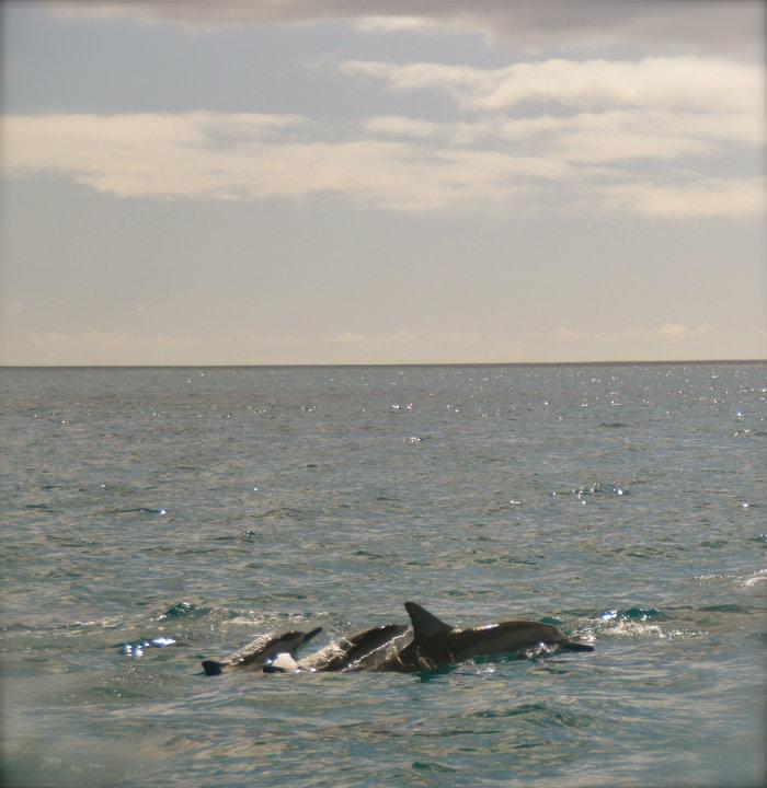 Delfintur