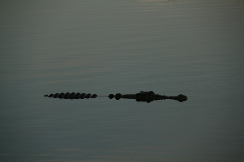 krokodille i vann