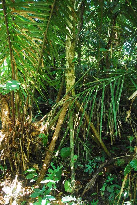 Deze palmboom kan zichzelf voortbewegen door het bos