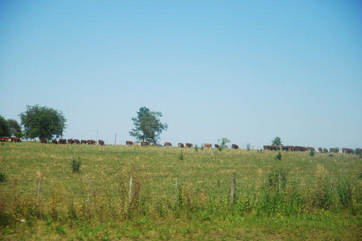 Landschap in Paraguay