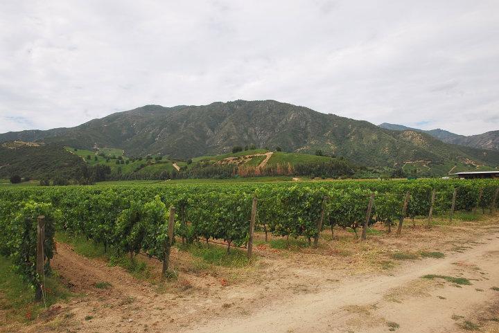 Wijngaarden in de Colchuaga Valley