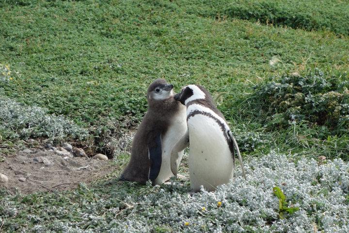 Jonge magellan-pinguins (eentje met z'n baby-haar) wordt geplukt door z'n ouder