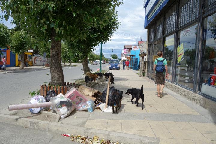 Er zijn bijna meer straathonden dan mensen in Puerto Natales