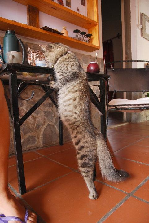 Bijdehande kat die ons ontbijt wil
