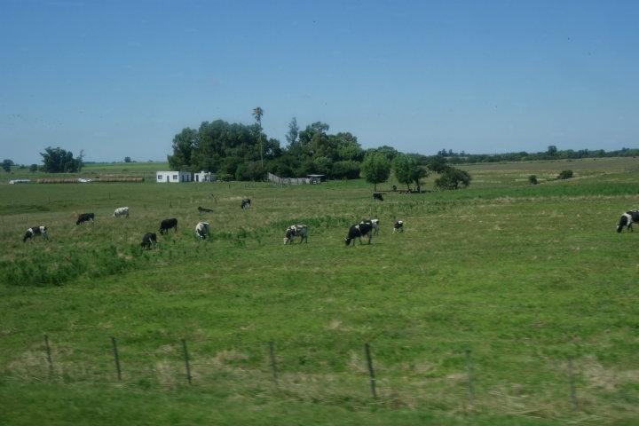 Koeien in de wei                         