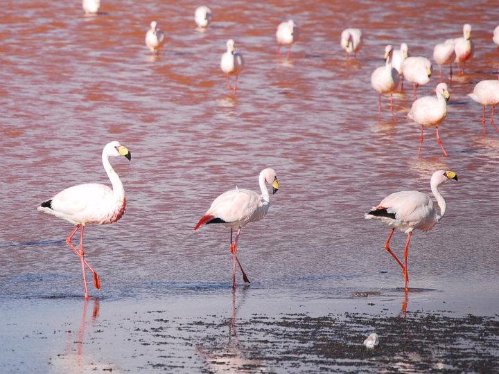Flamingo's bij Laguna Colorado