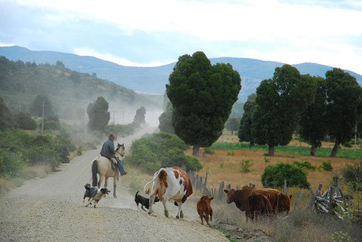 Een gaucho probeert met zijn honden de koeien in het gareel te houden