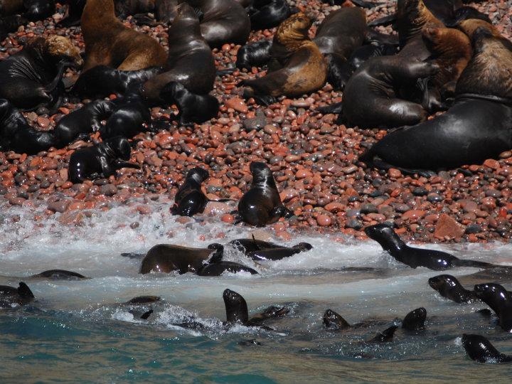 Kleine zeeleeuwen op Isla Bellesta