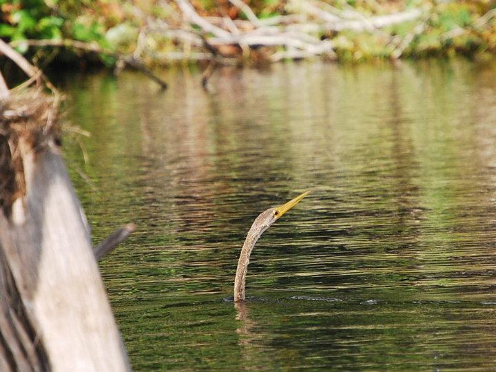 Snake-neck bird in het water