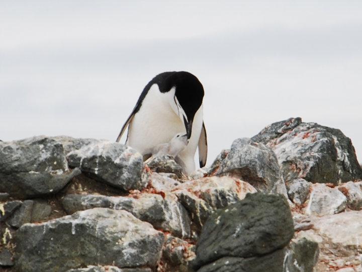 Gentoo-pinguin met kleintje
