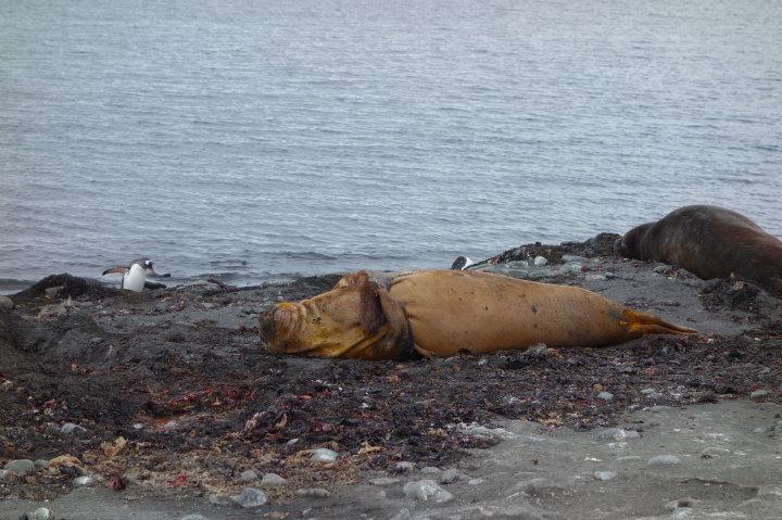 Elephant seal die zichzelf krabt