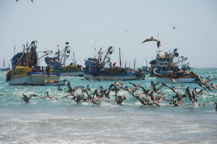 Pelikanen en zeemeeuwen in zee bij Los Organos