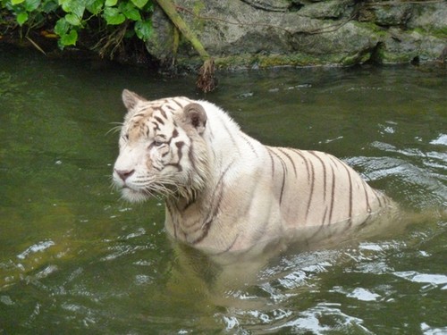 Witte tijger in de Singapore Zoo
