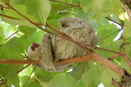 Sloth - dovendyr