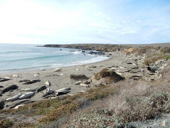 California seals                                          