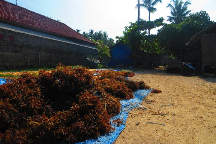 Seaweed, Lembongan                               