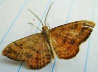Moths NZ