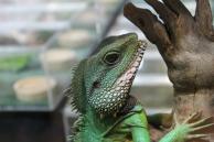 Peters Khamai reptile centre oplevelser
