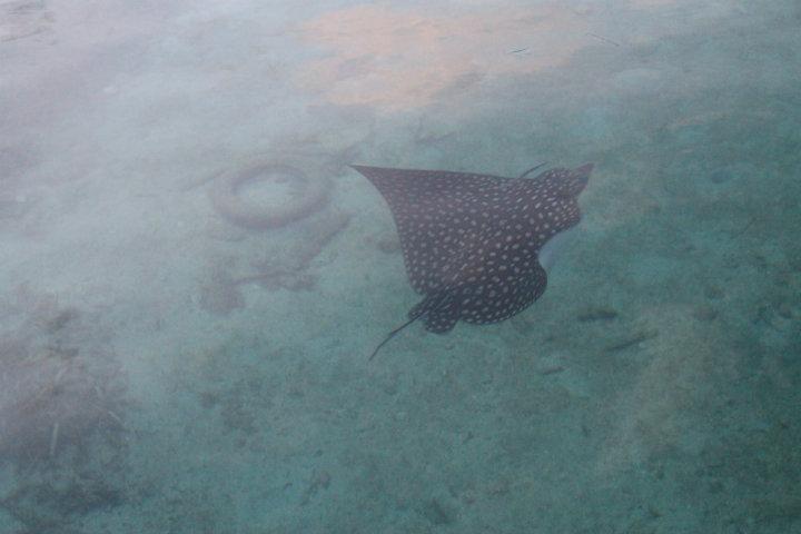 Stevie Ray, the spotted eagle ray