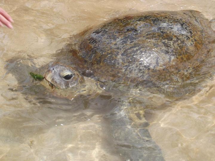 Havssköldpadda blir matad
