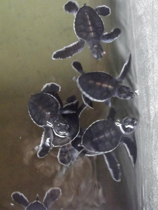 Sköldpaddsungar
