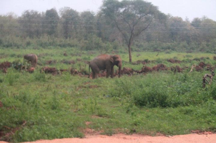 Elefant längs vägen