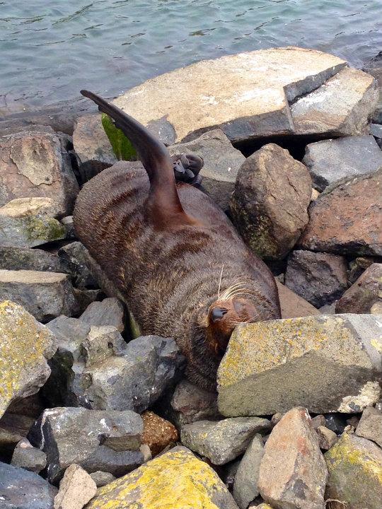 Dunedin Peninsula - Fur Seal