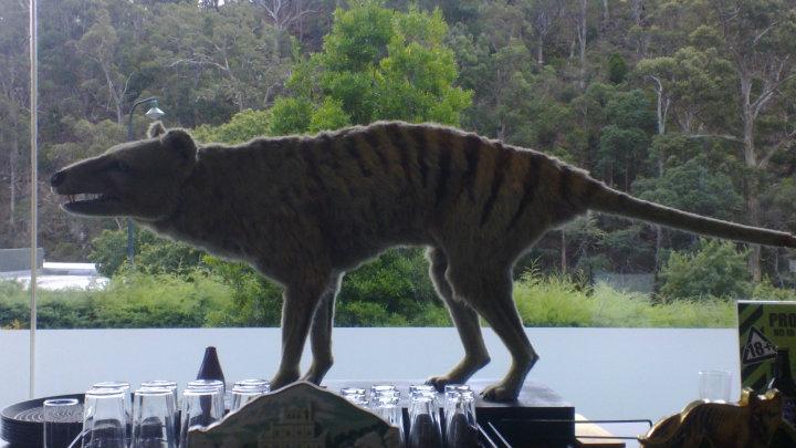 Tasmanian tiikeri