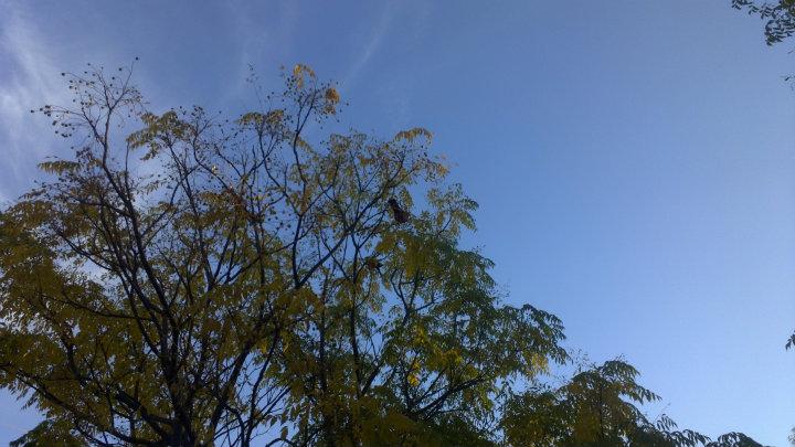 Papukaija puussa